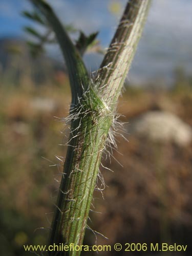 Bild von Daucus carota (Zanahoria silvestre). Klicken Sie, um den Ausschnitt zu vergrössern.