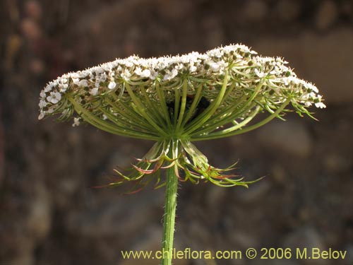 Фотография Daucus carota (Zanahoria silvestre). Щелкните, чтобы увеличить вырез.