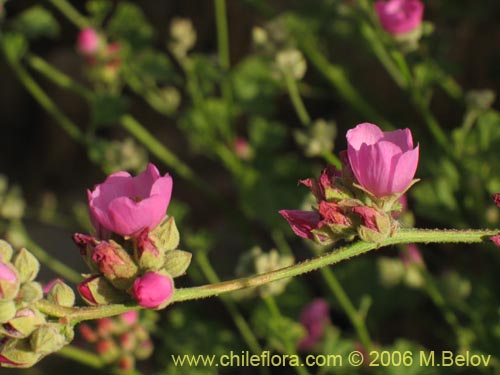 Image of Andeimalva chilensis (). Click to enlarge parts of image.