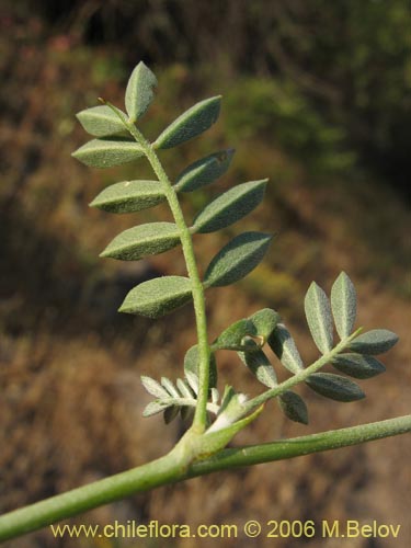 Image of Adesmia sp. #1666 (). Click to enlarge parts of image.