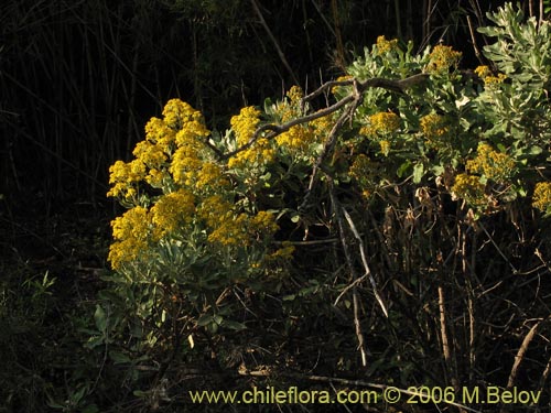 Imágen de Acrisione denticulata (Palpalén / Palo de yegua). Haga un clic para aumentar parte de imágen.