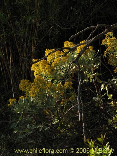 Imágen de Acrisione denticulata (Palpalén / Palo de yegua). Haga un clic para aumentar parte de imágen.