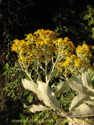 Imágen de Acrisione denticulata (Palpalén / Palo de yegua). Haga un clic para aumentar parte de imágen.