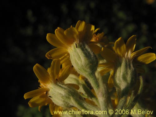 Imágen de Acrisione denticulata (Palpalén / Palo de yegua). Haga un clic para aumentar parte de imágen.