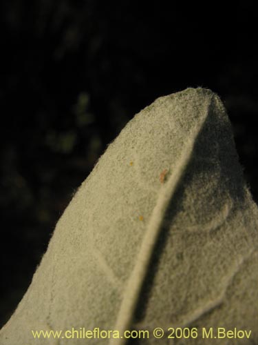 Imágen de Acrisione denticulata (Palpalén / Palo de yegua). Haga un clic para aumentar parte de imágen.