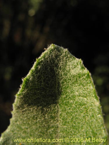Image of Acrisione denticulata (Palpalén / Palo de yegua). Click to enlarge parts of image.
