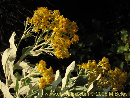 Imágen de Acrisione denticulata (Palpalén / Palo de yegua). Haga un clic para aumentar parte de imágen.