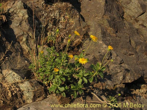 Imágen de Haploppapus sp. #1550 (). Haga un clic para aumentar parte de imágen.