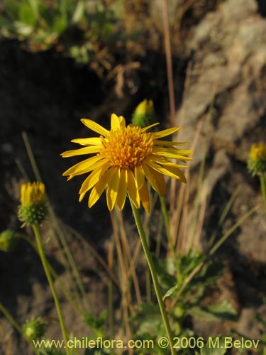 Imágen de Haploppapus sp. #1550 (). Haga un clic para aumentar parte de imágen.