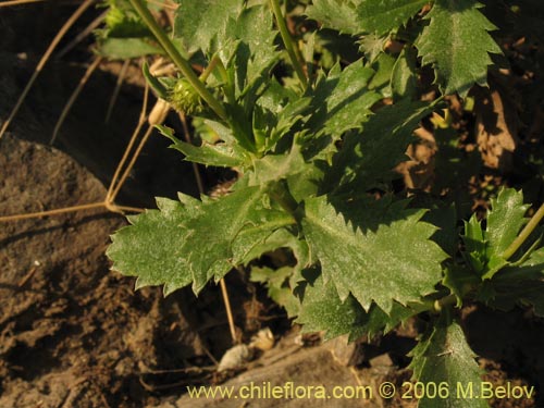 Imágen de Haploppapus sp. #1550 (). Haga un clic para aumentar parte de imágen.