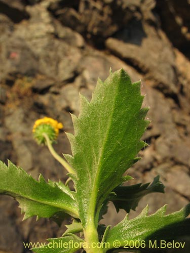 Imágen de Haploppapus sp. #1550 (). Haga un clic para aumentar parte de imágen.