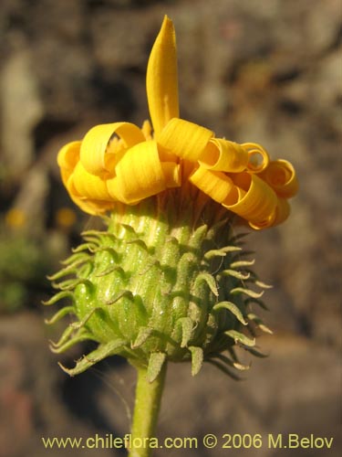 Imágen de Haploppapus sp. #1550 (). Haga un clic para aumentar parte de imágen.