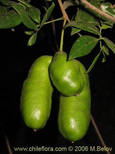 Imágen de Lardizabala biternata (Cóguil / Voqui blanco / Voqui / Coguilera). Haga un clic para aumentar parte de imágen.