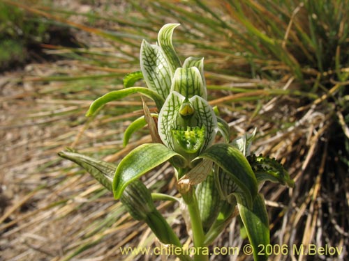 Image of Chloraea viridiflora (Orquidea de flor verde). Click to enlarge parts of image.