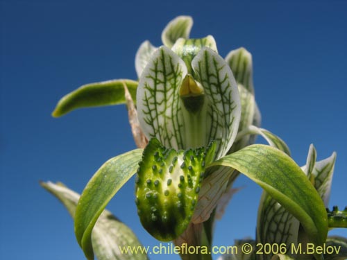 Image of Chloraea viridiflora (Orquidea de flor verde). Click to enlarge parts of image.