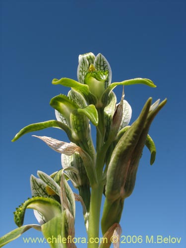 Imágen de Chloraea viridiflora (Orquidea de flor verde). Haga un clic para aumentar parte de imágen.