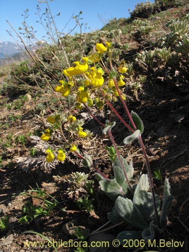 Bild von Calceolaria corymbosa ssp. floccosa (). Klicken Sie, um den Ausschnitt zu vergrössern.