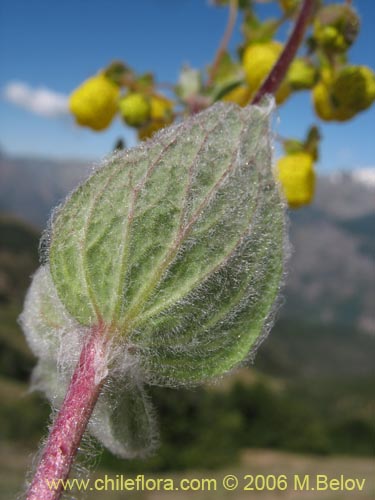 Image of Calceolaria corymbosa ssp. floccosa (). Click to enlarge parts of image.