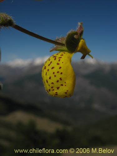 Imágen de Calceolaria corymbosa ssp. floccosa (). Haga un clic para aumentar parte de imágen.