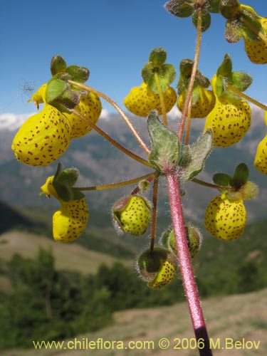 Calceolaria corymbosa ssp. floccosa의 사진