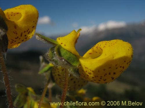 Image of Calceolaria corymbosa ssp. floccosa (). Click to enlarge parts of image.