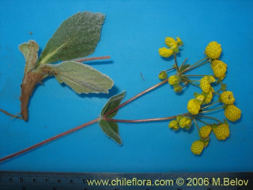 Calceolaria corymbosa ssp. floccosa의 사진