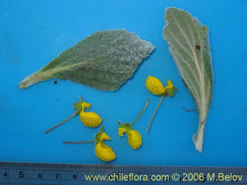 Bild von Calceolaria corymbosa ssp. floccosa (). Klicken Sie, um den Ausschnitt zu vergrössern.