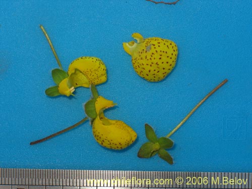Bild von Calceolaria corymbosa ssp. floccosa (). Klicken Sie, um den Ausschnitt zu vergrössern.