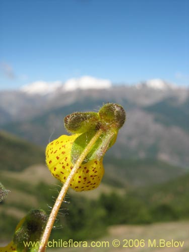 Bild von Calceolaria corymbosa ssp. floccosa (). Klicken Sie, um den Ausschnitt zu vergrössern.