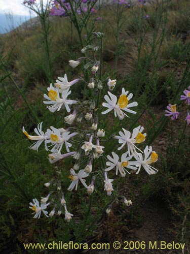 Image of Schizanthus hookerii (Mariposita). Click to enlarge parts of image.