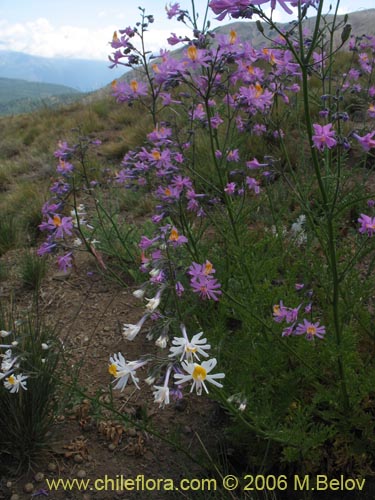 Schizanthus hookeriiの写真