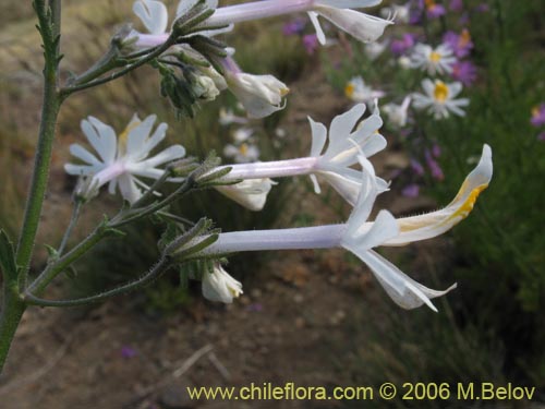 Image of Schizanthus hookerii (Mariposita). Click to enlarge parts of image.