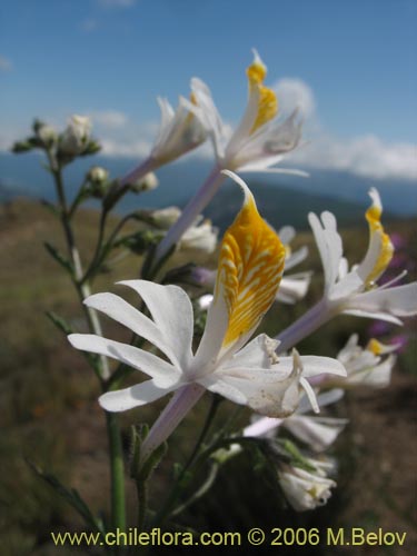 Image of Schizanthus hookerii (Mariposita). Click to enlarge parts of image.