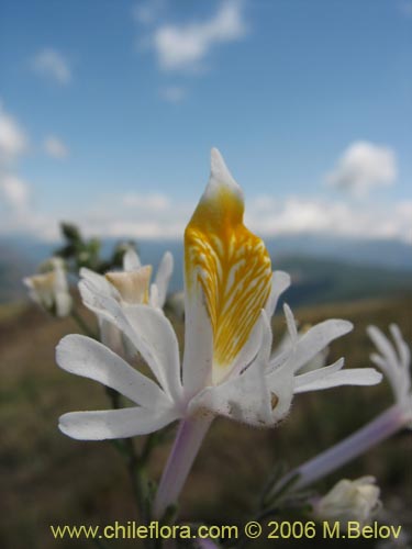 Schizanthus hookeriiの写真