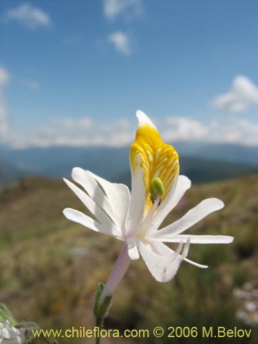 Schizanthus hookeriiの写真