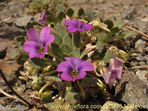 Viola sp. #1551の写真