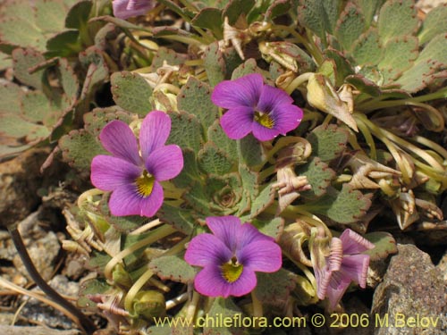 Viola sp. #1551の写真