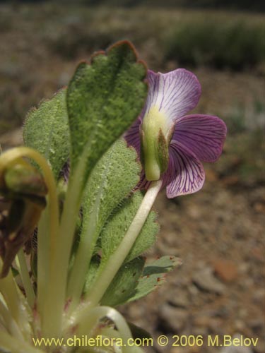 Viola sp. #1551의 사진