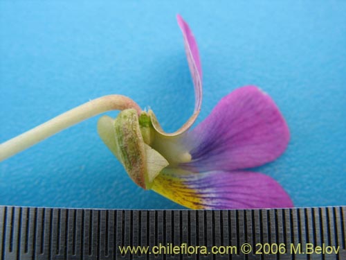 Viola sp. #1551의 사진