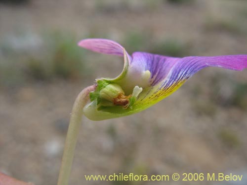 Imágen de Viola sp. #1551 (). Haga un clic para aumentar parte de imágen.