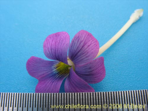 Viola sp. #1551의 사진