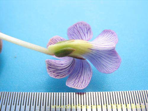 Viola sp. #1551의 사진