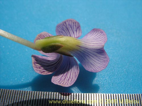 Viola sp. #1551의 사진