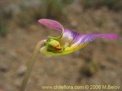 Viola sp. #1551의 사진