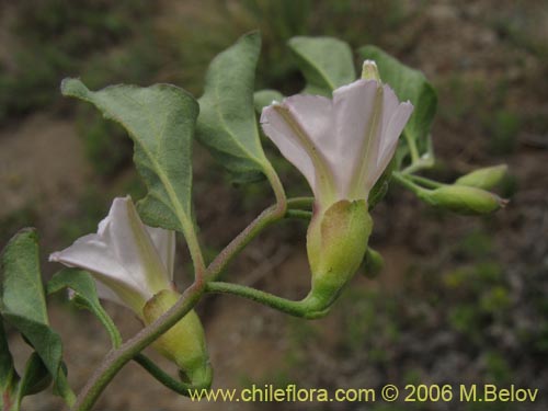 Image of Convolvulus demissus (). Click to enlarge parts of image.