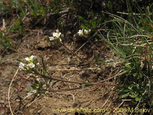 Imágen de Weberbauera chillanensis (). Haga un clic para aumentar parte de imágen.