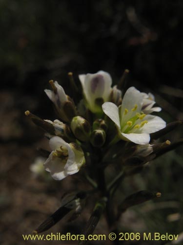 Image of Weberbauera chillanensis (). Click to enlarge parts of image.