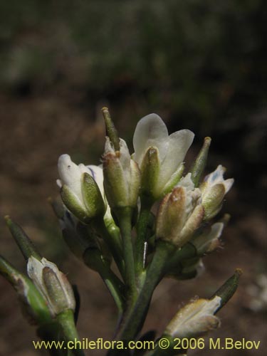 Imágen de Weberbauera chillanensis (). Haga un clic para aumentar parte de imágen.