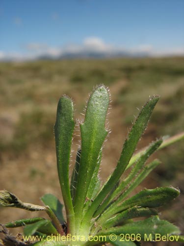 Imágen de Weberbauera chillanensis (). Haga un clic para aumentar parte de imágen.