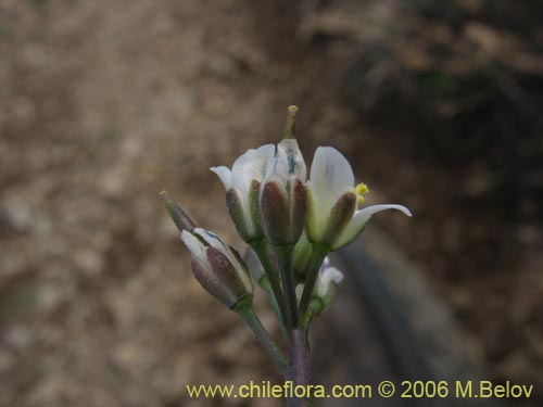 Фотография Weberbauera chillanensis (). Щелкните, чтобы увеличить вырез.